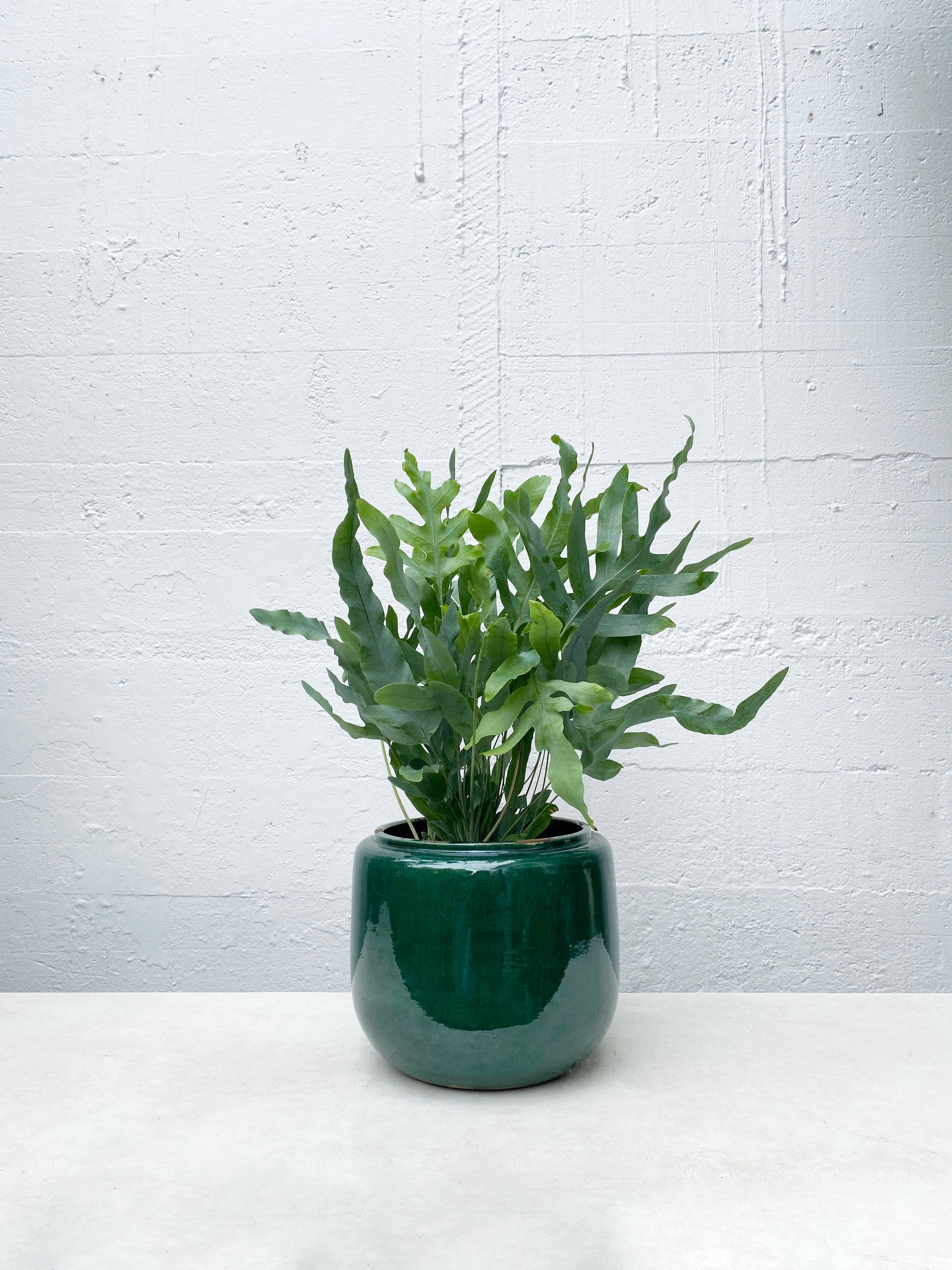 blue star fern nz Phlebodium aureum 'blue star' – Babylon Store