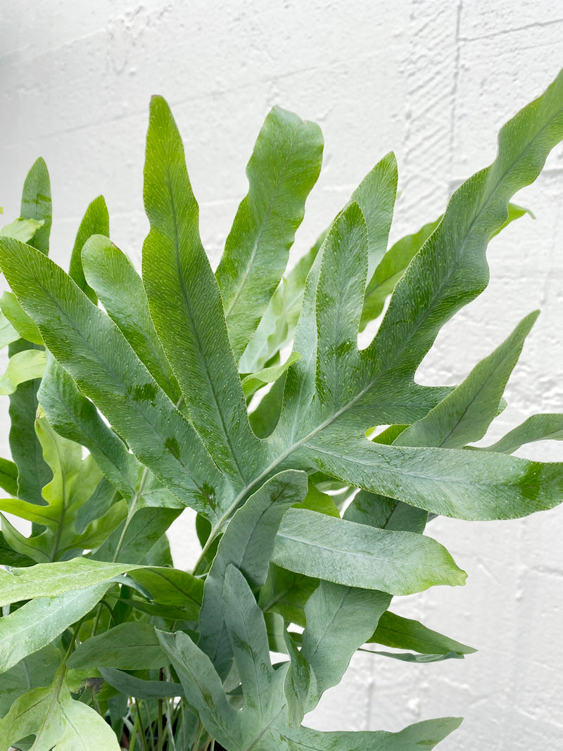 blue star fern nz Phlebodium aureum 'blue star' – Babylon Store