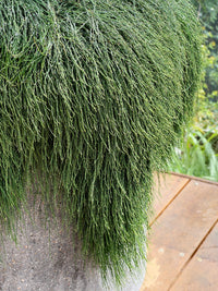 Casuarina