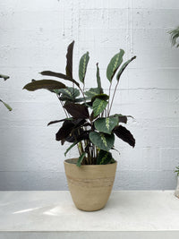 Calathea 'Maui Queen'