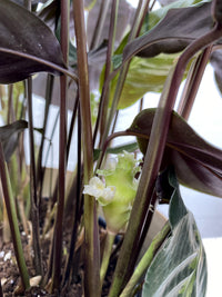 Calathea 'Maui Queen'