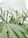 Chamaedorea cataractarum (Cat palm)