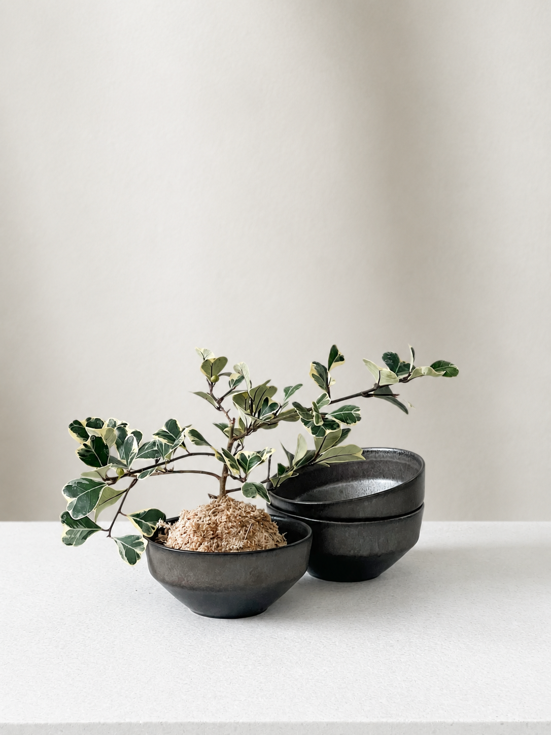 Ceto bowl