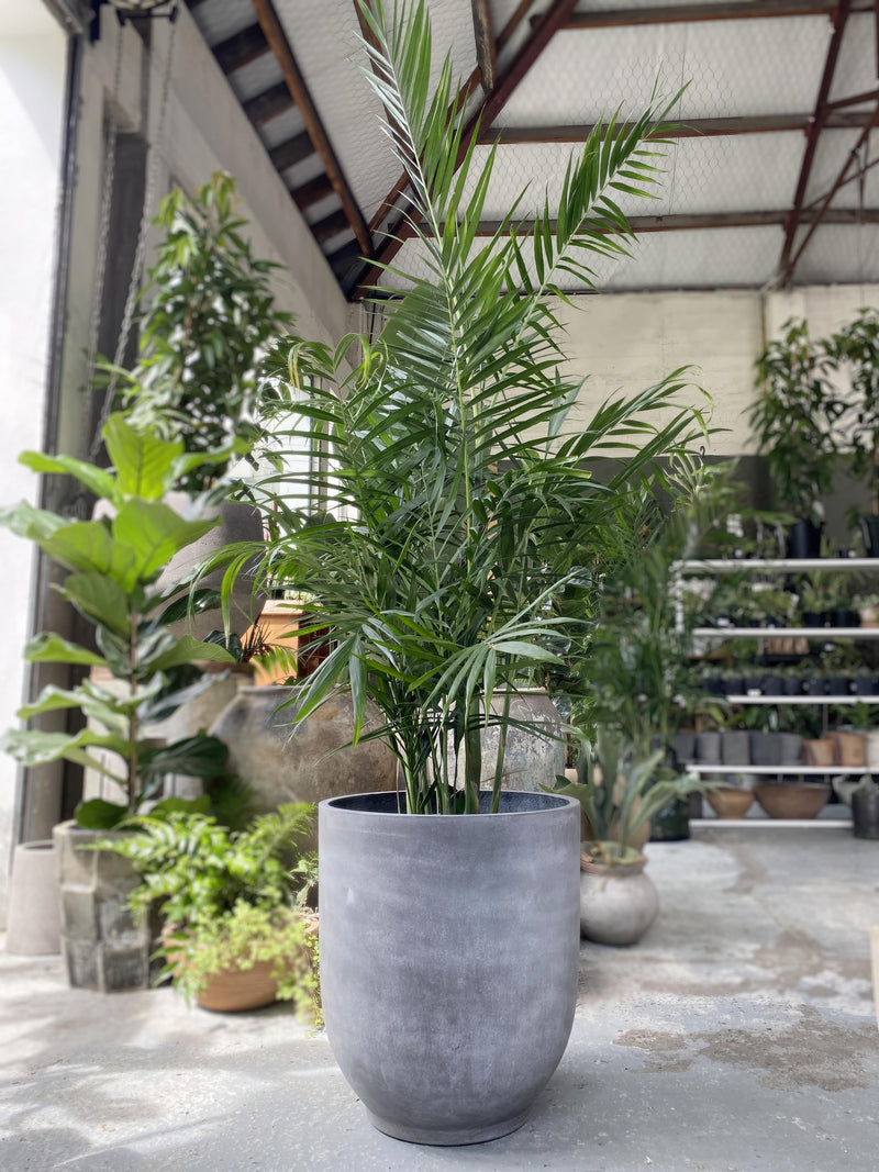 outdoor pot plants nz Chamaedorea hooperiana – Babylon Store