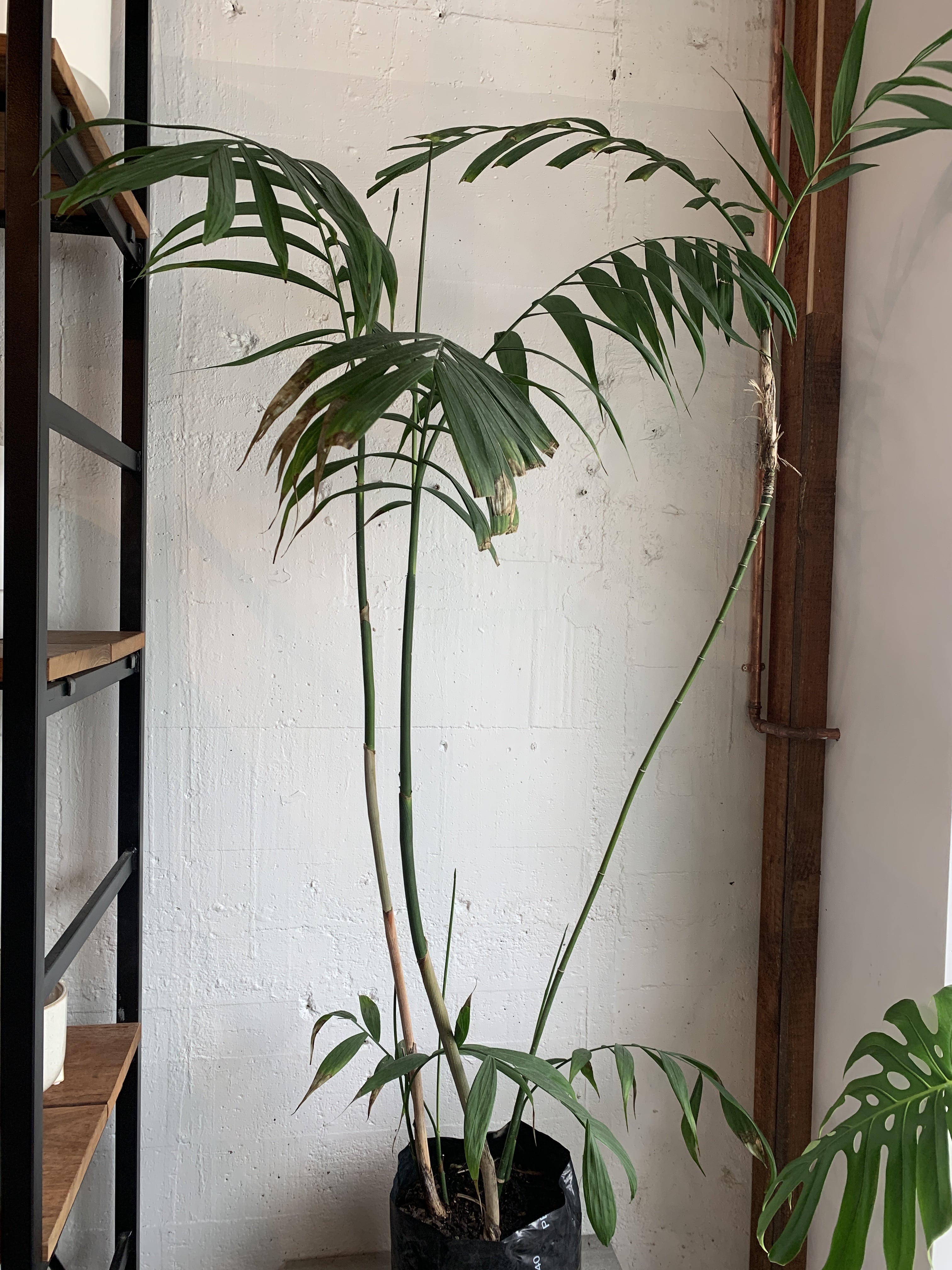 Chamaedorea microspadix Babylon Store