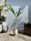 Coconut palm