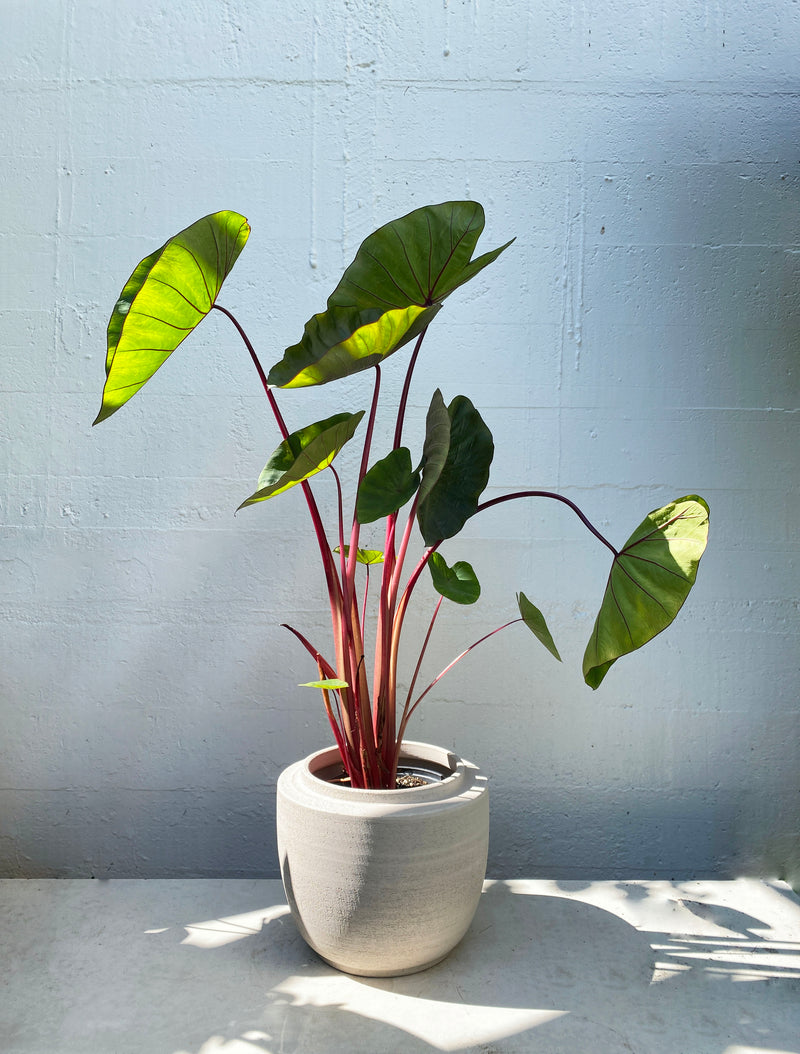 Colocasia: Hawaiian punch