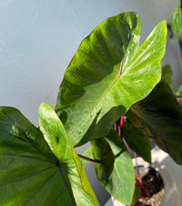 Colocasia: Hawaiian punch