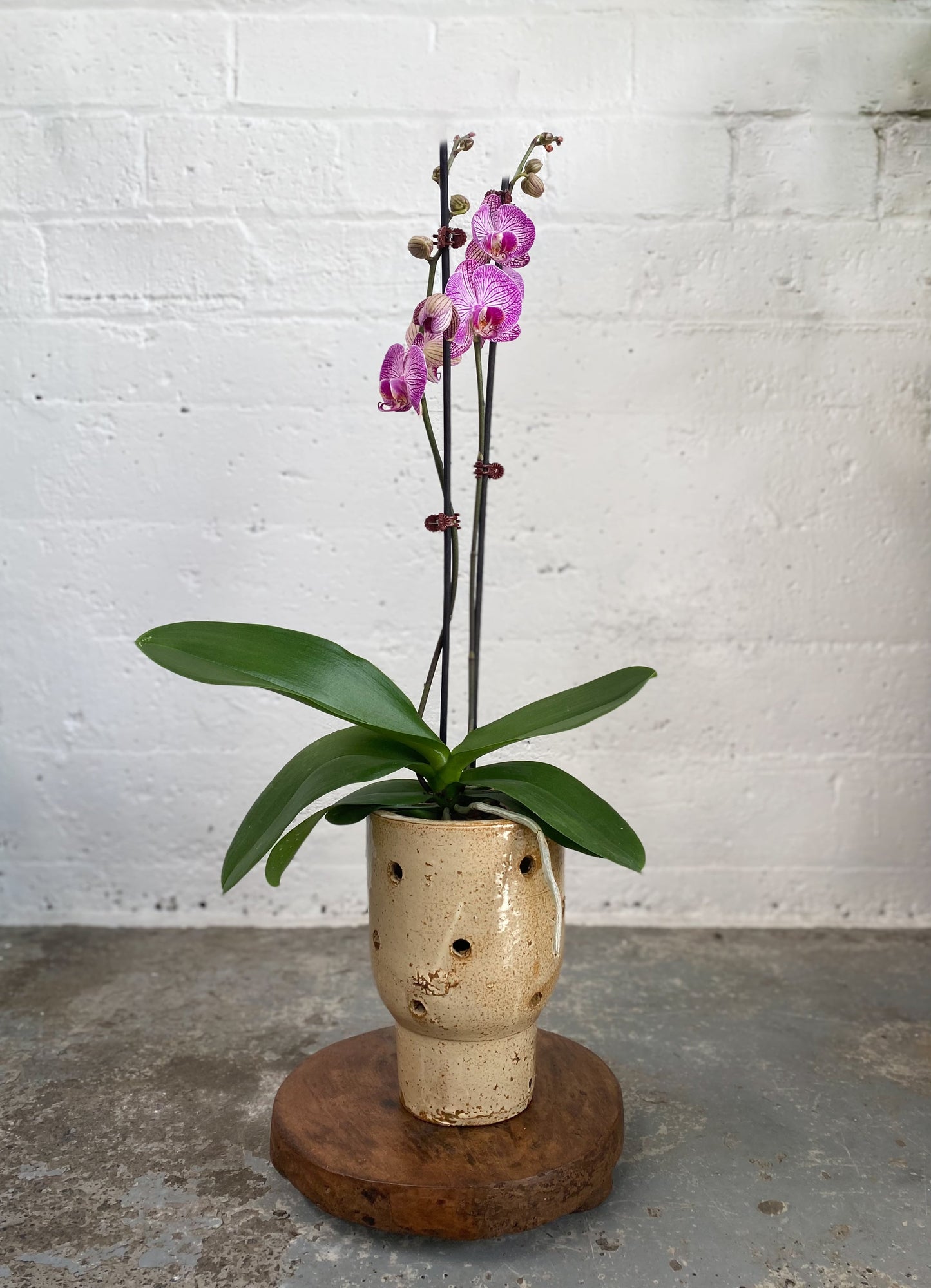 Coloured orchid with artist pot