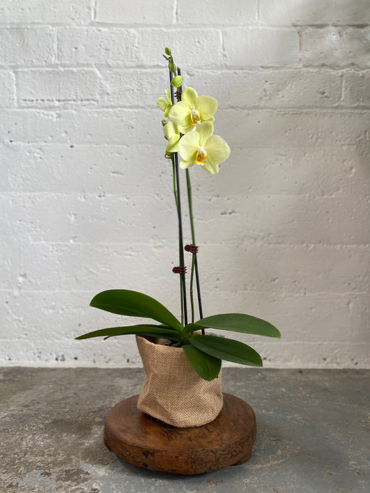 Coloured orchid in hessian bag