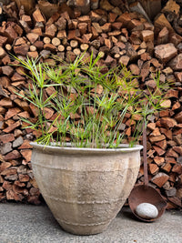 Advika Water Bowl
