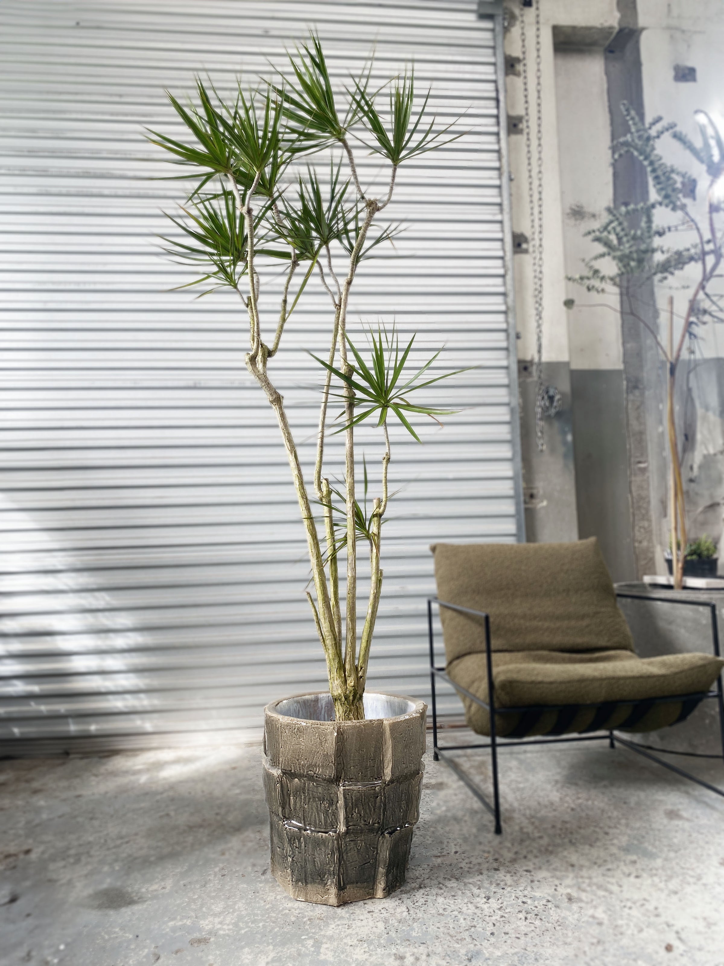 premium dracaena marginata Dracaena marginata – Babylon Store