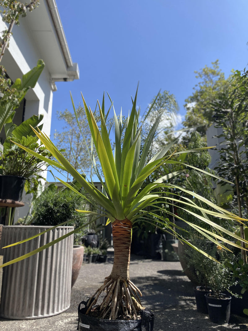 Dracaena 'Draco'