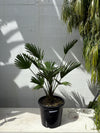 Trachycarpus wagnerianus - Dwarf Chusan Palm