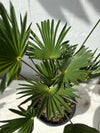 Trachycarpus wagnerianus - Dwarf Chusan Palm