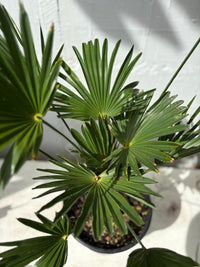 Trachycarpus wagnerianus - Dwarf Chusan Palm