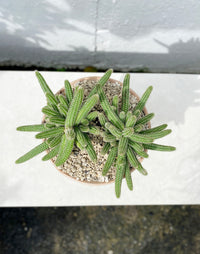 Balise echinopsis set