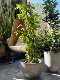 Ficus benjamina
