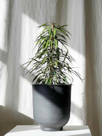 Ficus petali