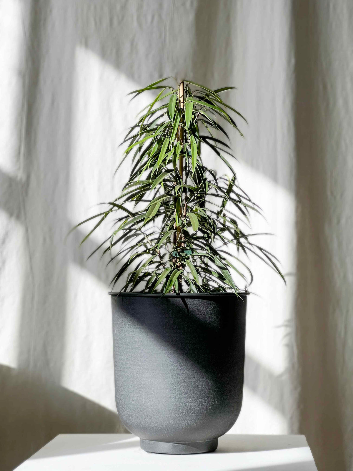Ficus petali