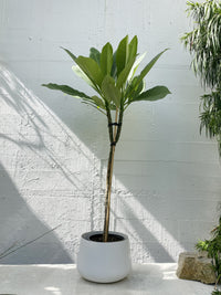 Plumeria - Frangipani