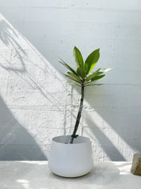 Plumeria - Frangipani