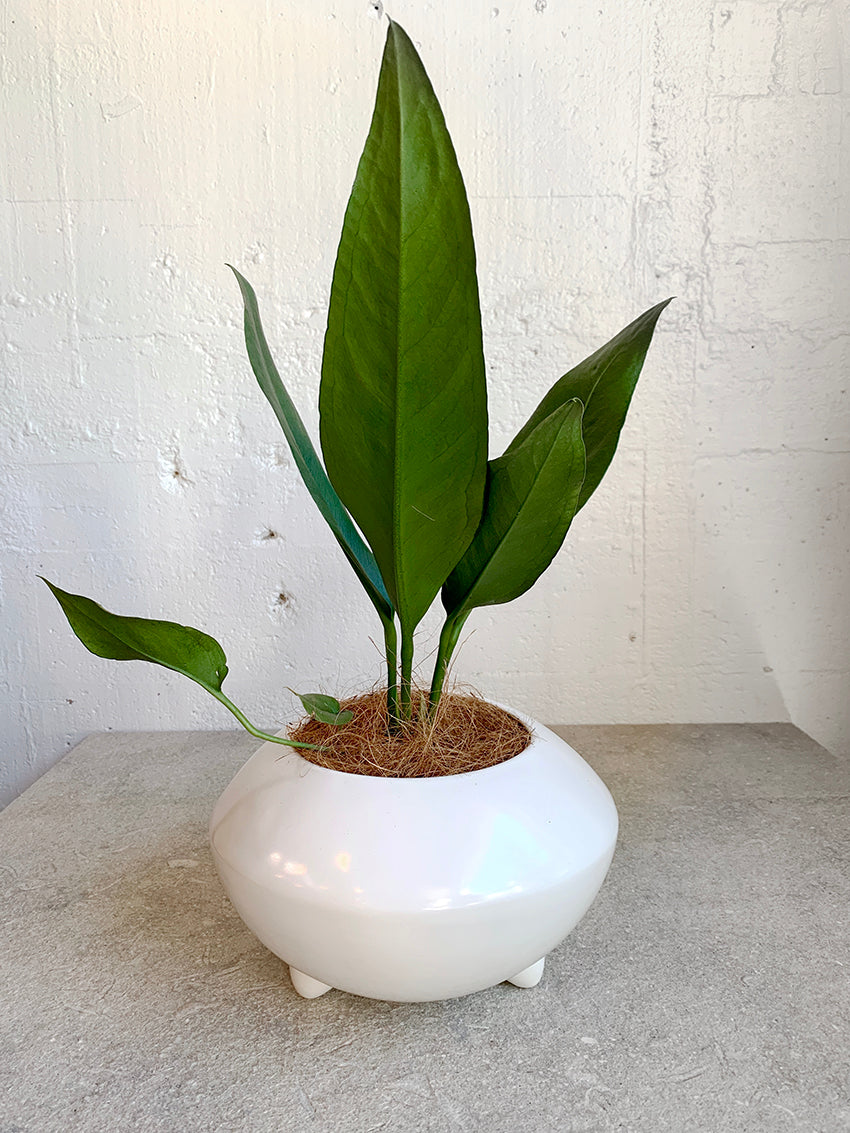 anthurium coriaceum for sale Anthurium coriaceum (Paddle leaf) – Babylon Store