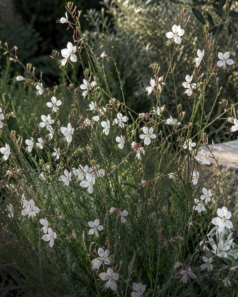 Gaura Lillipop