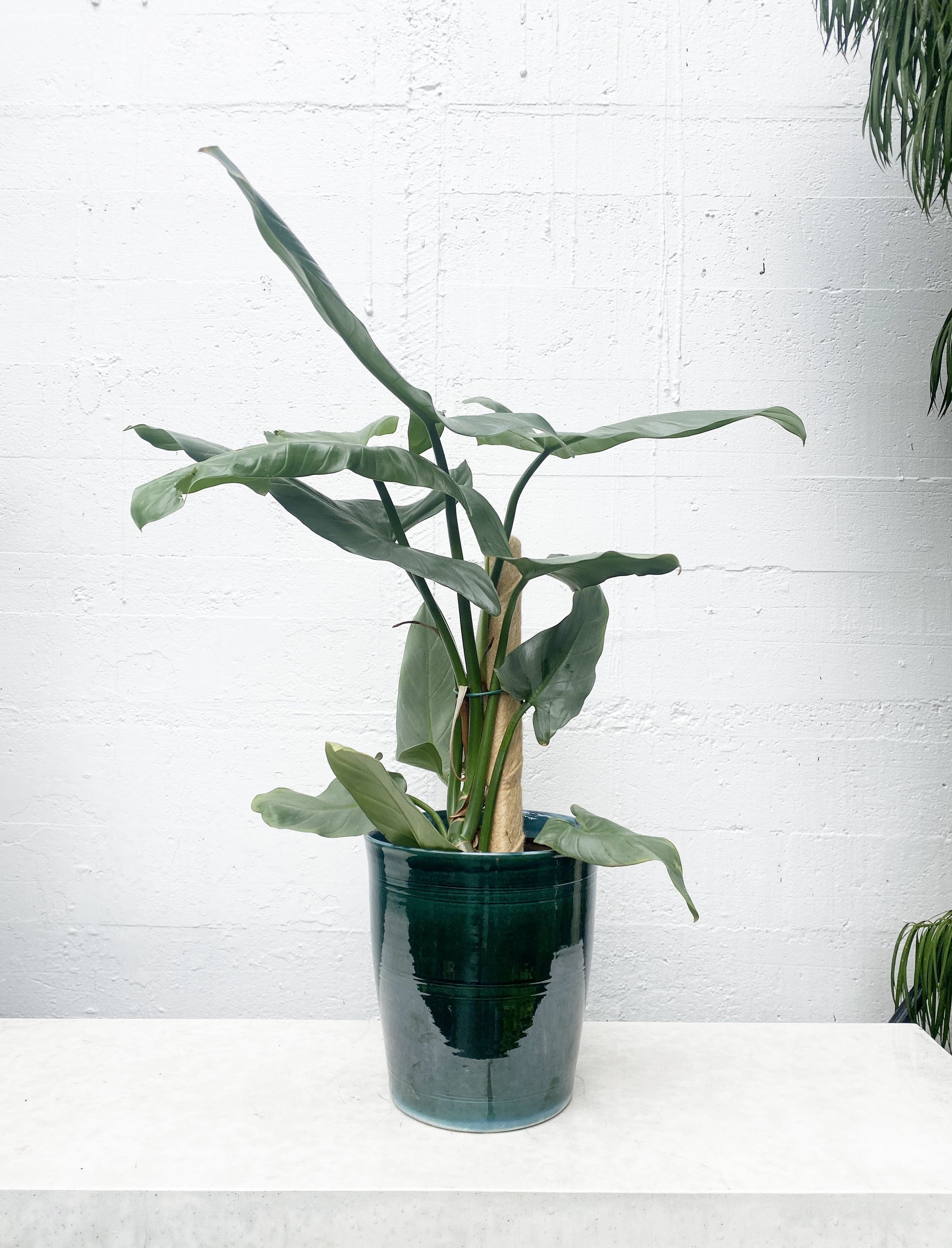 philodendron arrow Philodendron hastatum (silver arrow) – Babylon Store