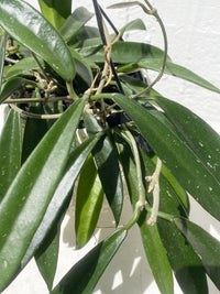 Hoya 'Minibelle'