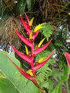 Heliconia 'Schiedeana'