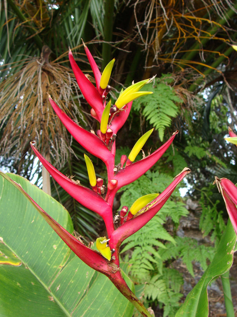 Heliconia 'Schiedeana'