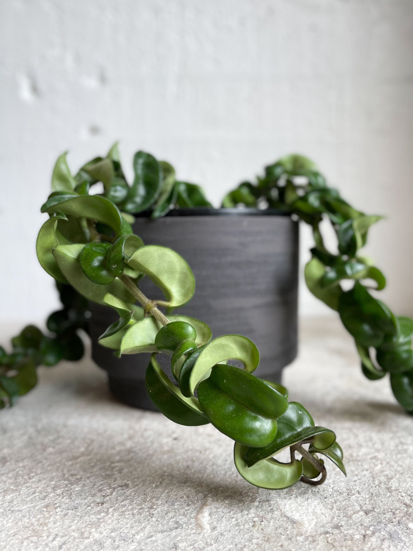 Hoya Hindu Rope – Babylon Store