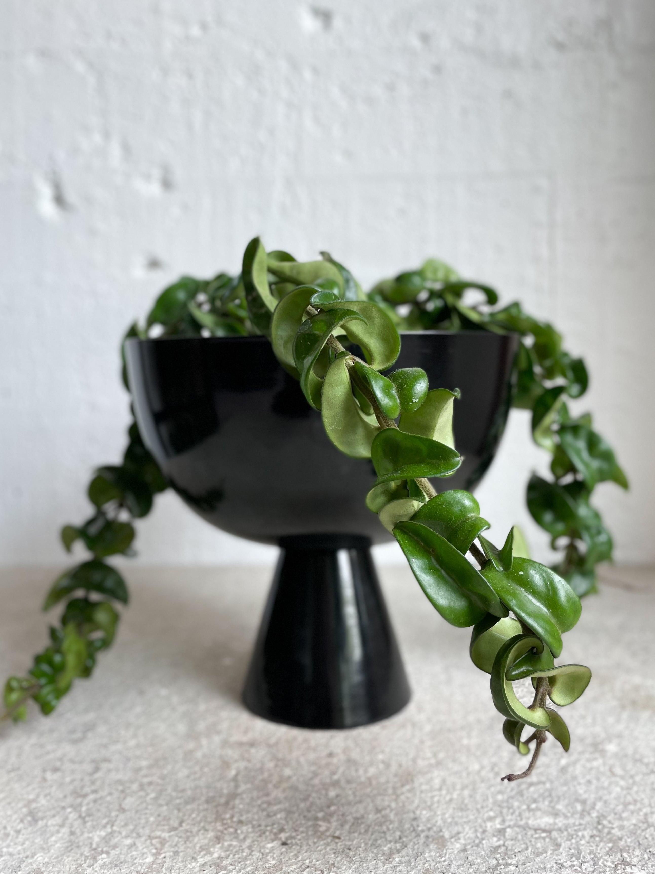 Hoya Hindu Rope – Babylon Store