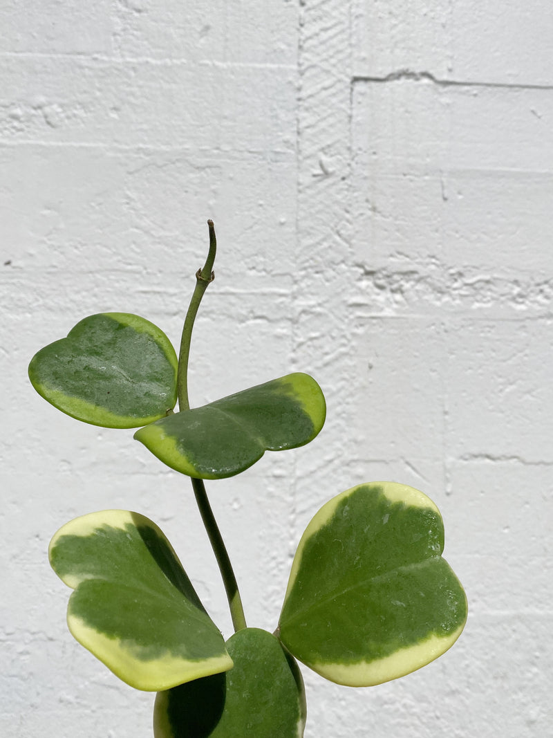 Hoya Kerrii Albomarginata