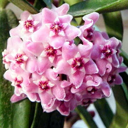 Hoya 'Minibelle'