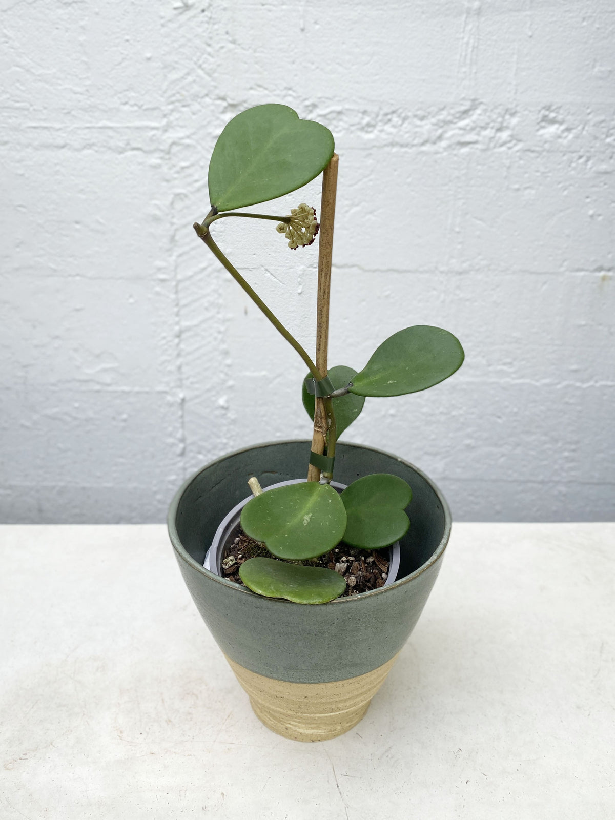 Hoya Kerrii