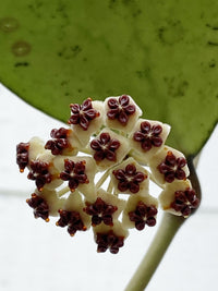 Hoya Kerrii