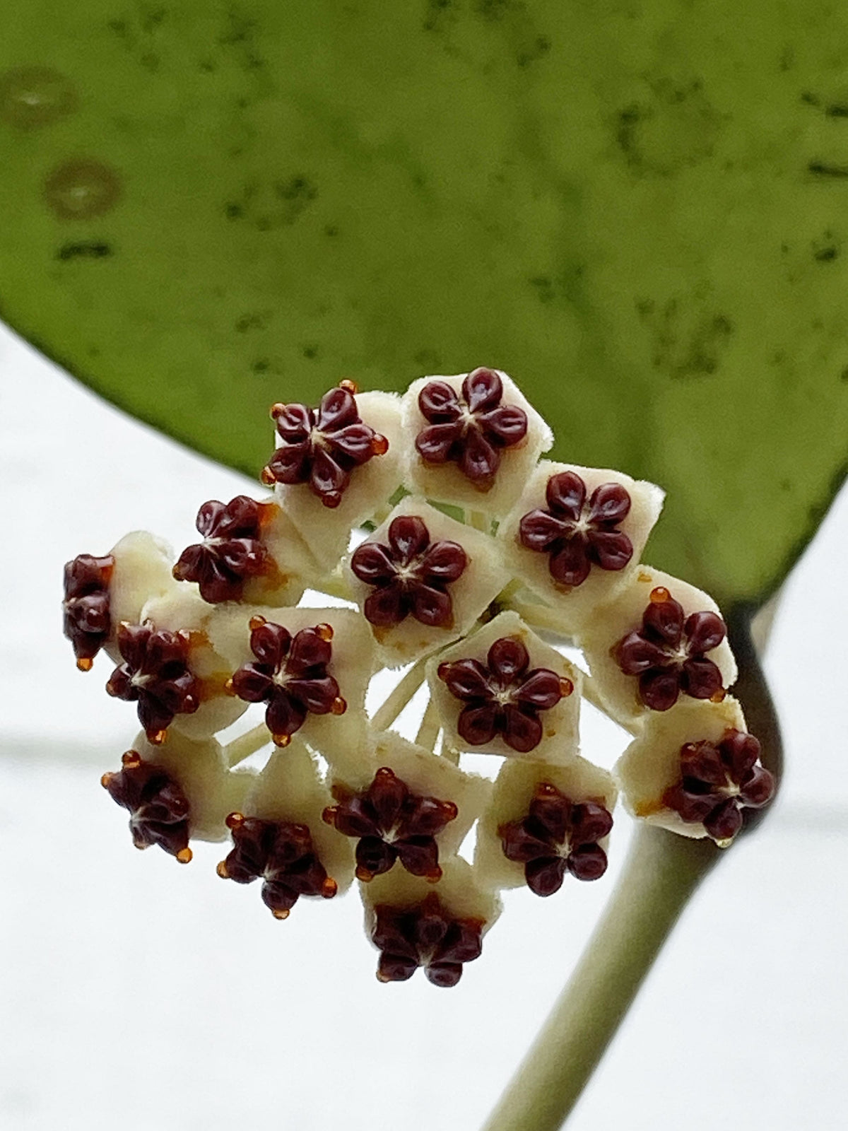 Hoya Kerrii