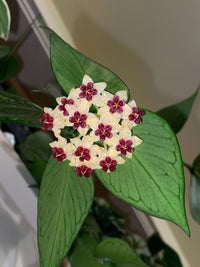 Hoya polyneura 'Fishtail'