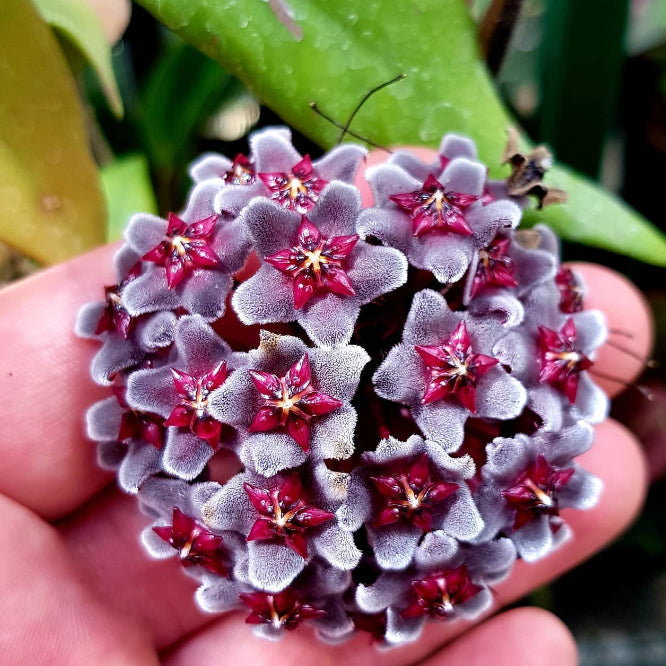 Hoya 'Royal Hawaiian Purple'