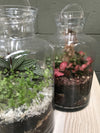 Apothecary bottle terrarium