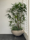 Potted Plant Curation Visit