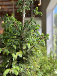 Picea - Christmas trees