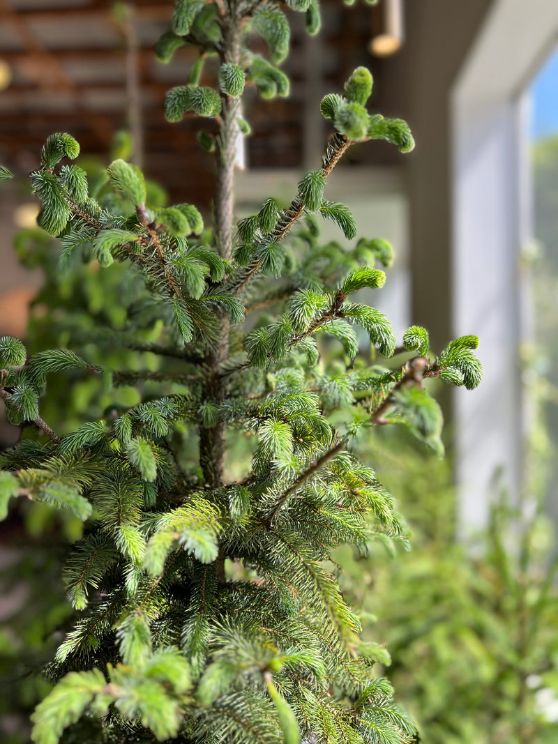 Picea - Christmas trees