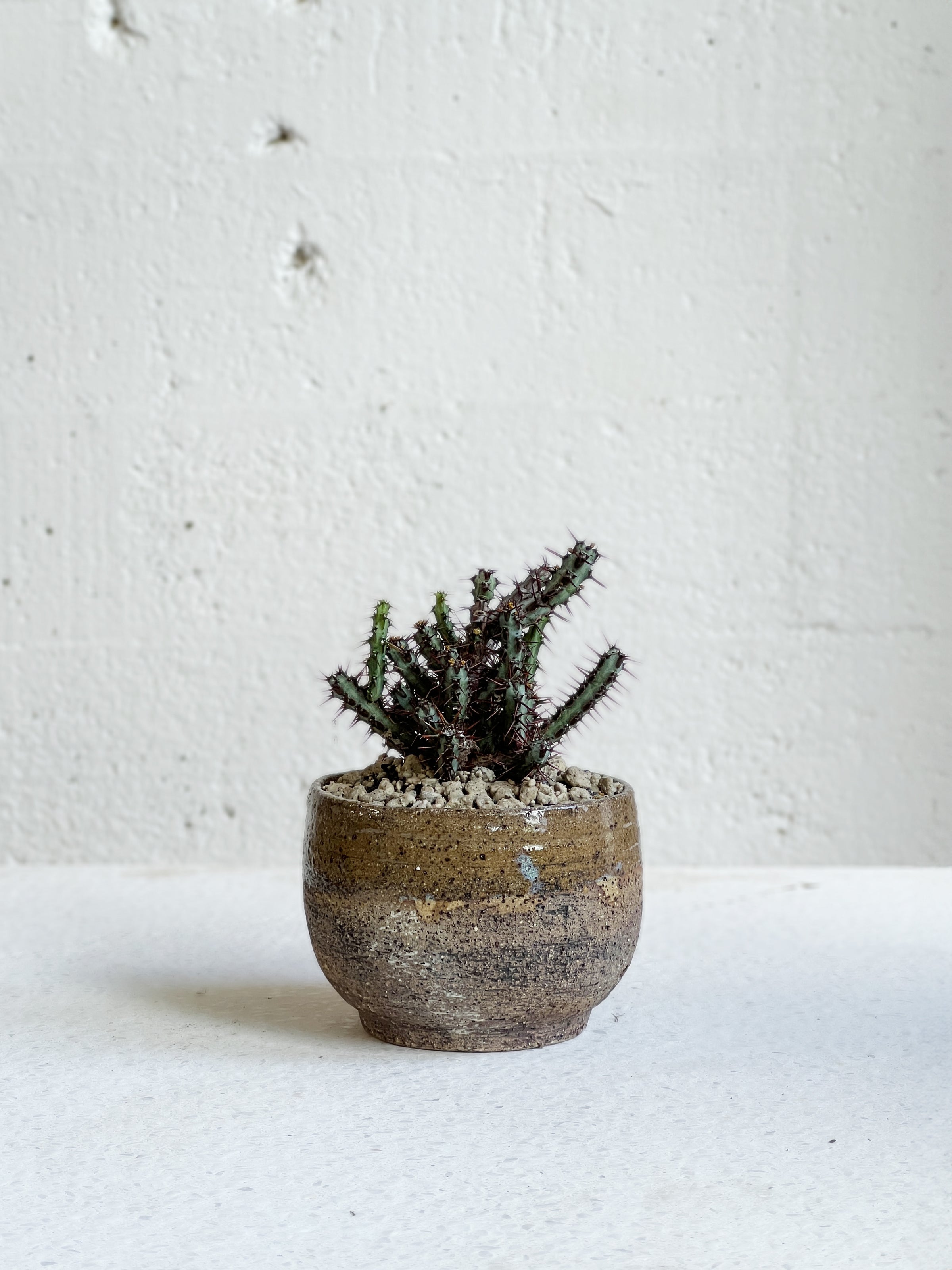 Chawan Euphorbia set