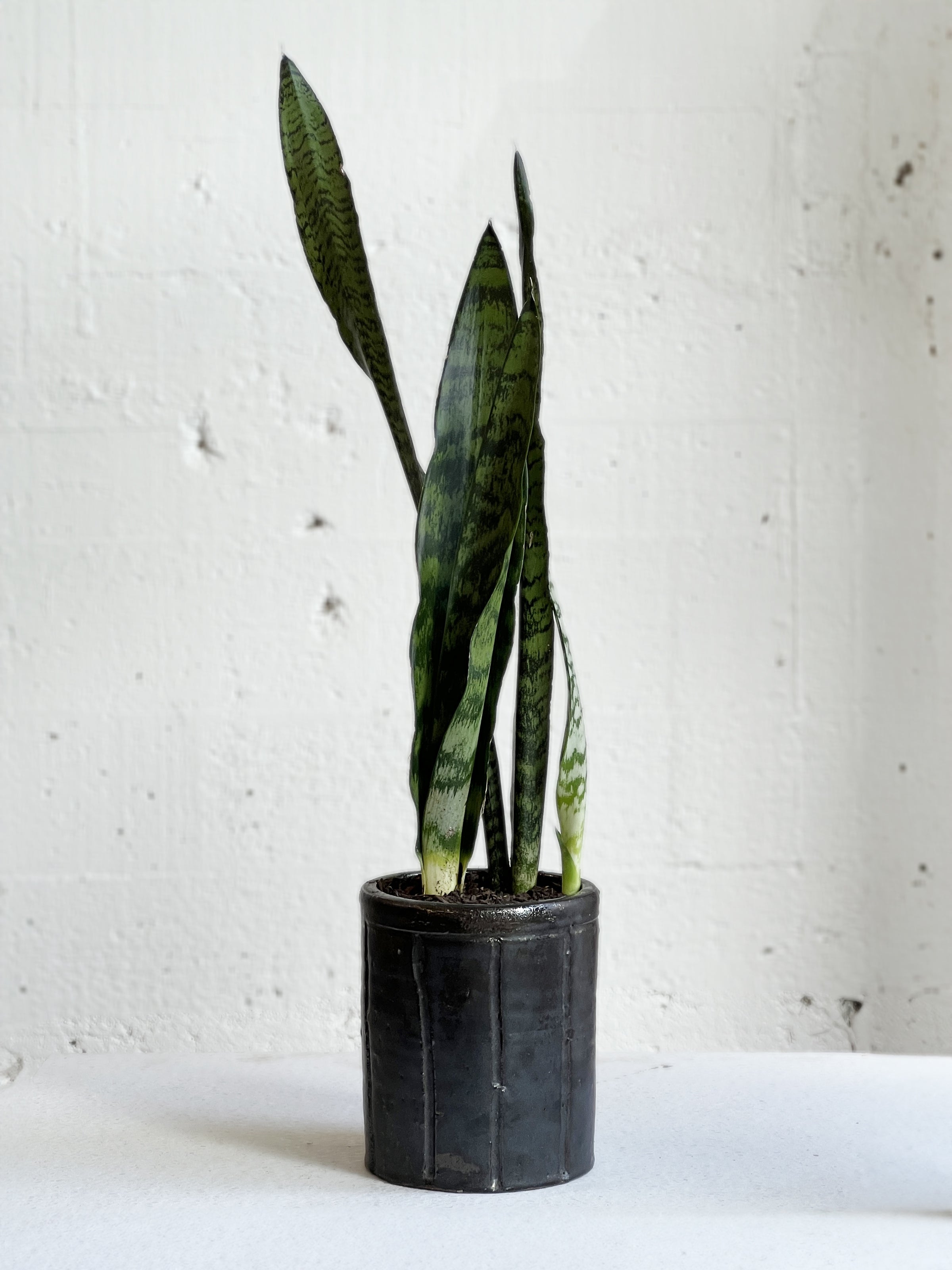 Julian's Snake (plant)