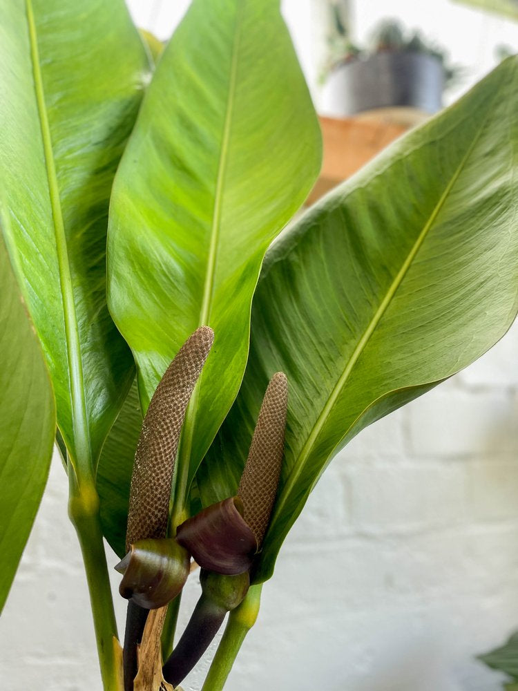 paddle leaf anthurium Anthurium coriaceum (Paddle leaf) – Babylon Store
