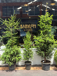 Picea - Christmas trees