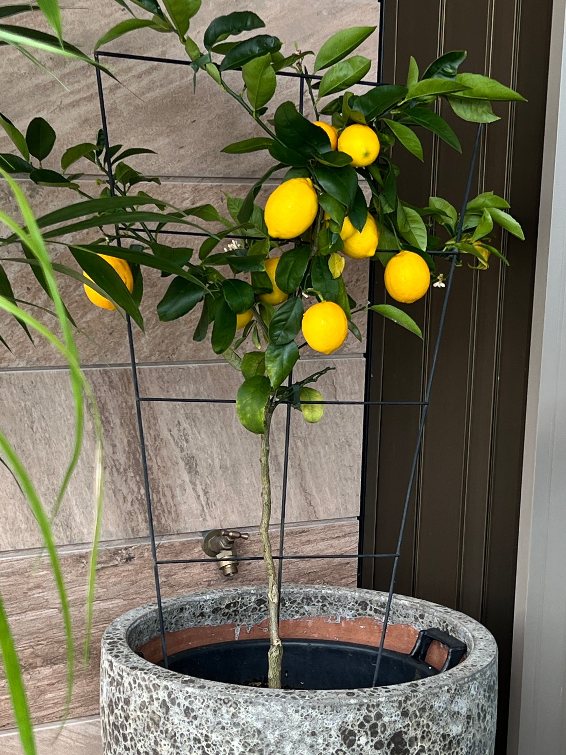 Espaliered Lemon